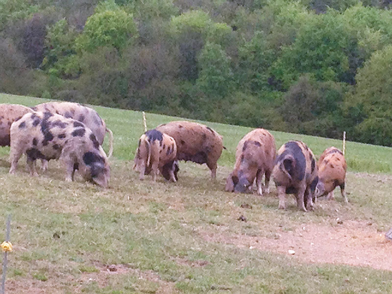 Pigs feeding on Manor Farm, Cocking, W. Sussex