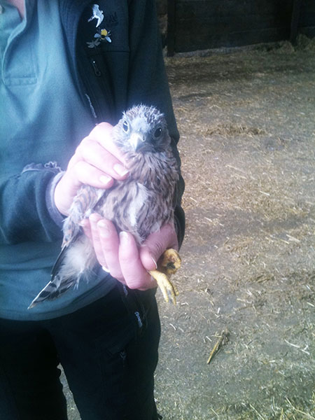 Kestrel Chick on Manor Farm, Cocking, W. Sussex
