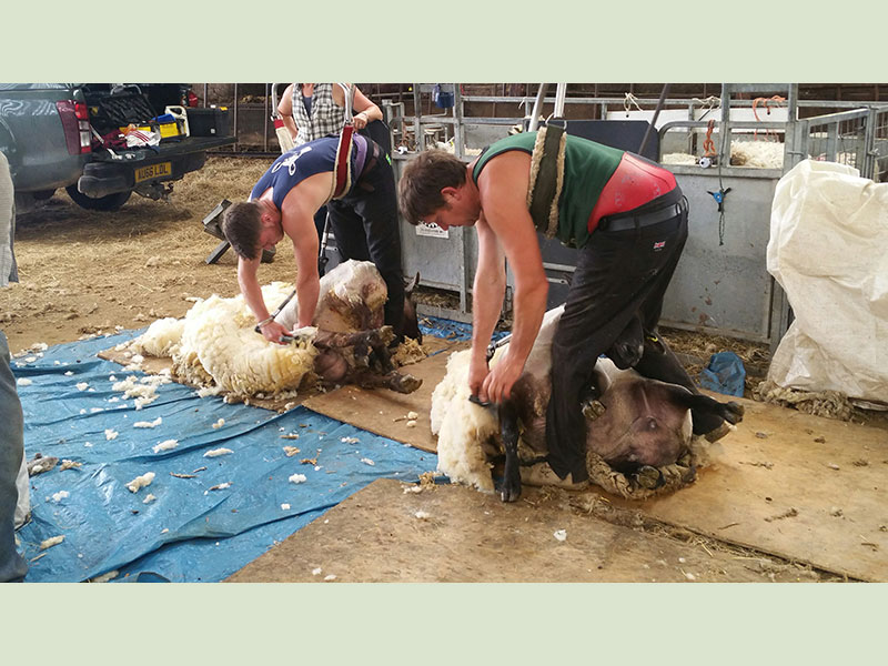 Sheep Shearing on Manor Farm, Cocking, W. Sussex